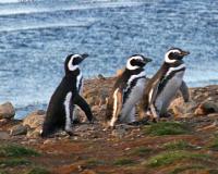Magdelana Island - home of many penguins